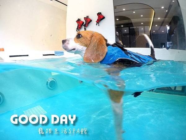 美容、游泳三個願望一次滿足，就在竹北GOOD DAY 生活館