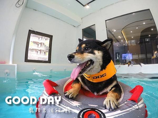 竹北狗狗游泳GOOD DAY寵物會館~適合大小型犬的高級泳池