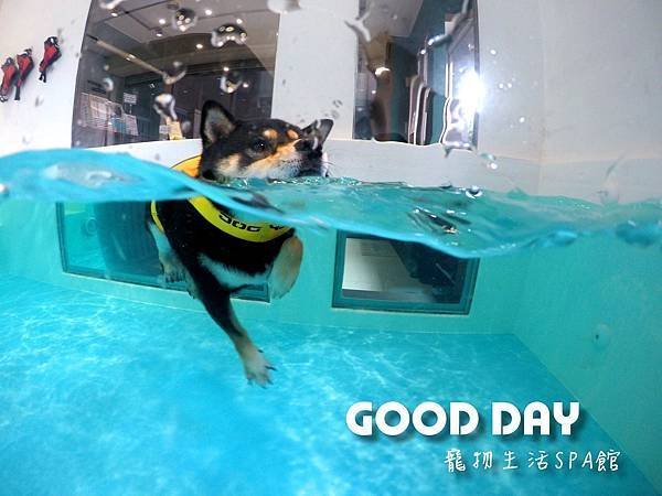 竹北狗狗游泳GOOD DAY寵物會館~適合大小型犬的高級泳池