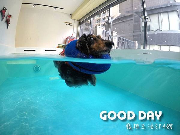 【竹北寵物美容】快幫毛小孩洗香香！GOOD DAY 生活館