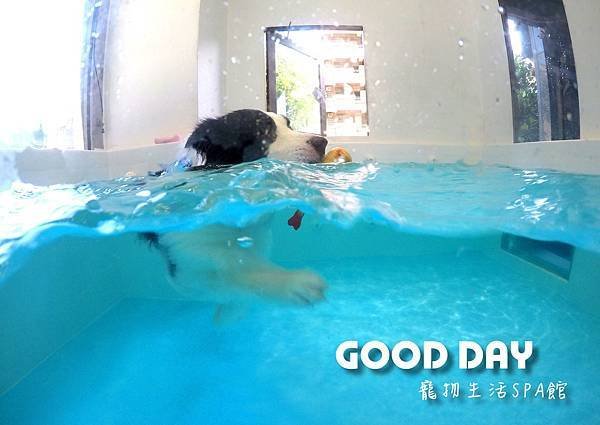 新竹\竹北狗狗游泳池 GOOD DAY生活館