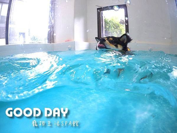 全台｜泳池推薦：含渡假會館 Good Day寵物游泳