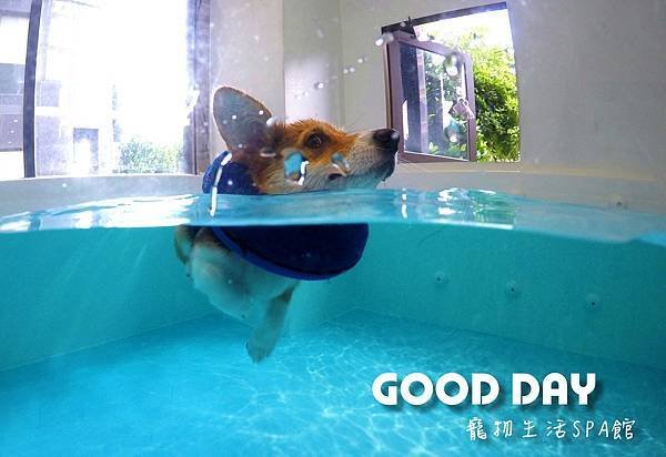 全台｜泳池推薦：含渡假會館 Good Day寵物游泳