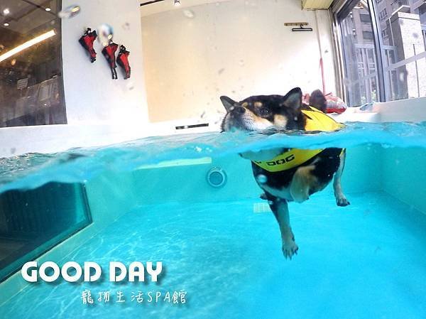 竹北寵物游泳樂園開幕！超大泳池、精修美容GOOD DAY