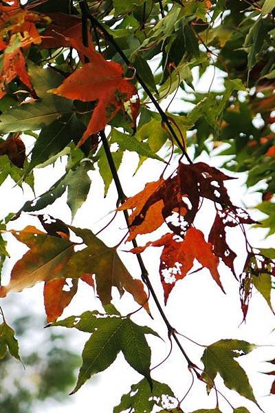12.1. leaves 4x6 (17)