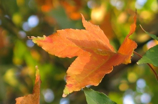 12.1. leaves 4x6 (26)
