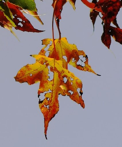 IMG_0031-1 4x6