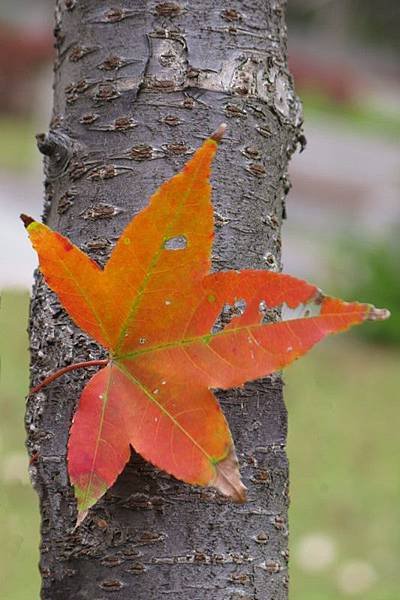 red leaf 4x6