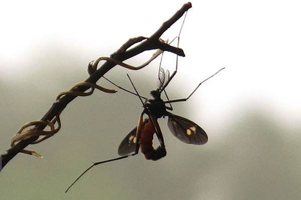 4.7.14 flys (6).JPG