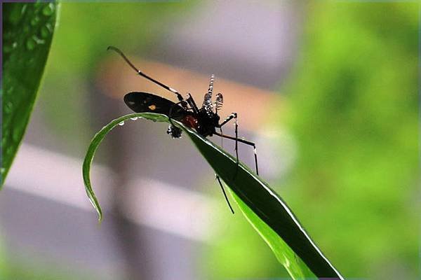4.7.14 flys (9).JPG
