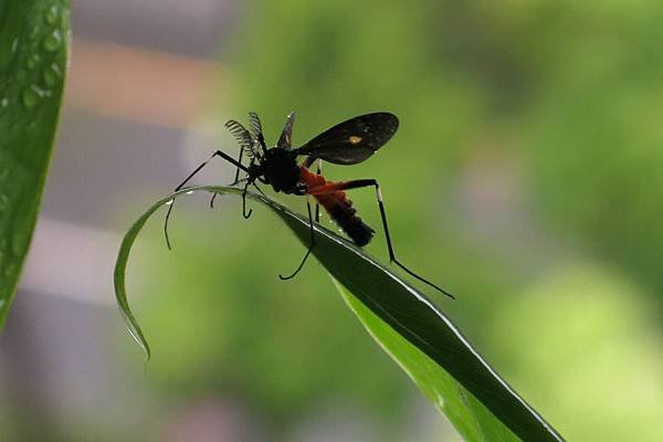 4.7.14 flys (10)