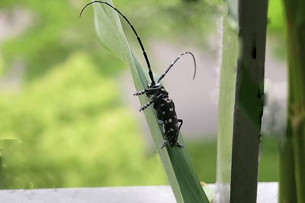 insect