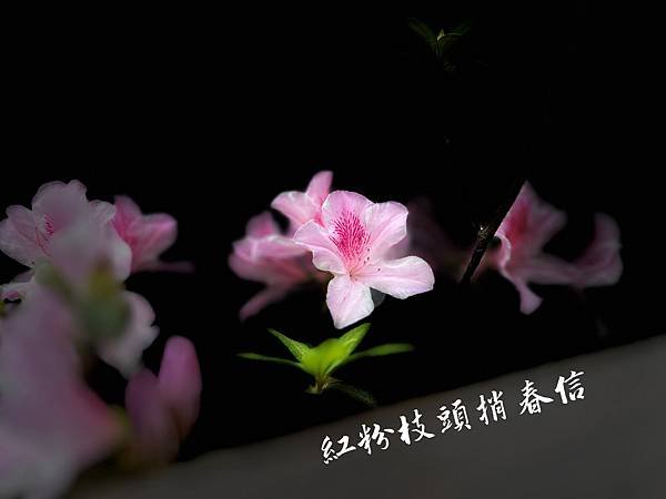 花動一山春色