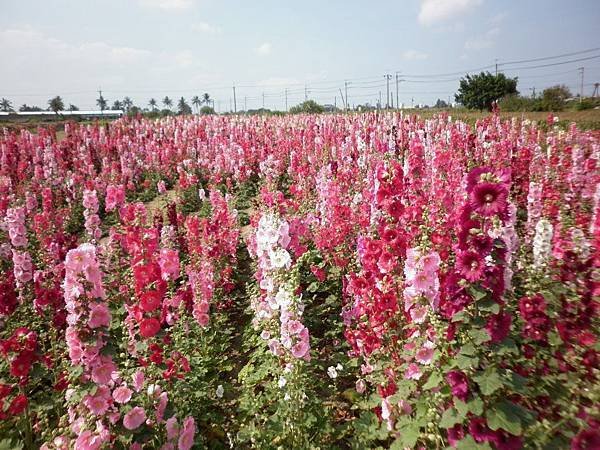 蜀葵花季