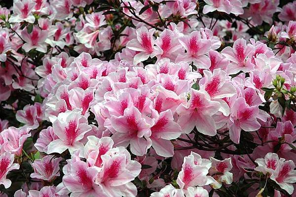 陽明山杜鵑花