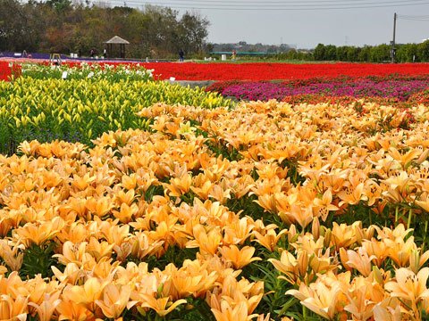 公益旅館_百合花季