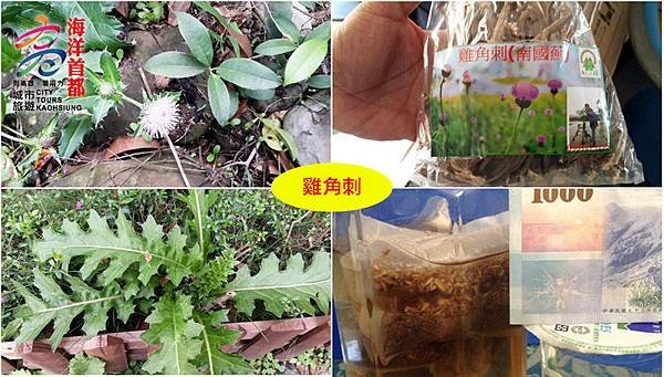 日光小林-雞角刺