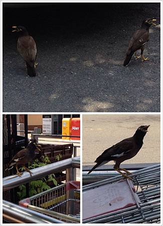 One hot day in Eastwood: Mynas puffing