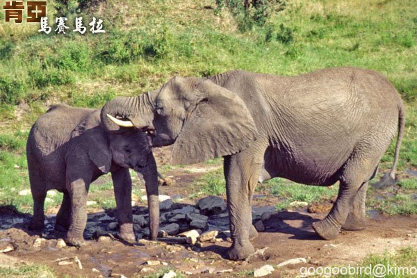 Kenya Masai Mara 非洲象.jpg