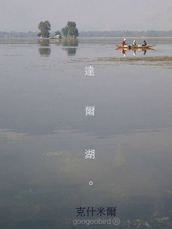 India212 Shikara rowing on Dal Lake.JPG