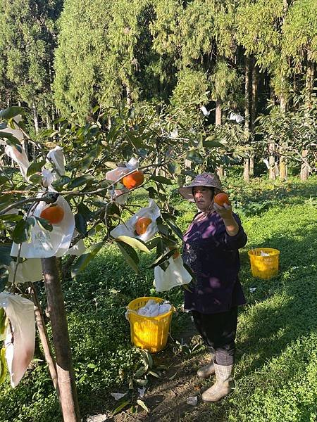 探訪太平商行：尋味香菇寮與甜柿園，健康美味同在