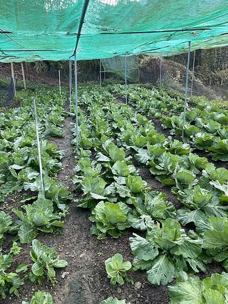 探訪太平商行：尋味香菇寮與甜柿園，健康美味同在