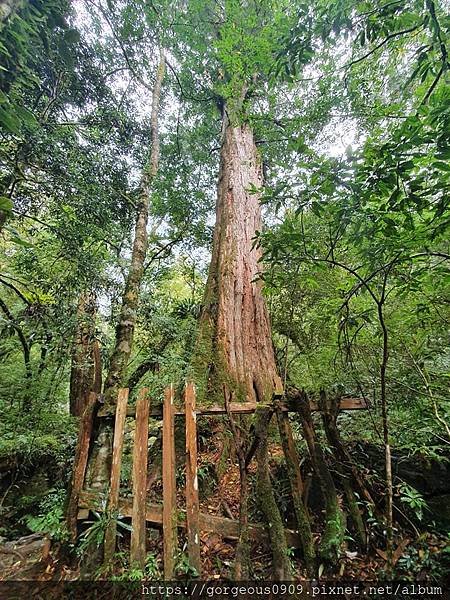 [新竹景點]司馬庫斯神木群一日遊