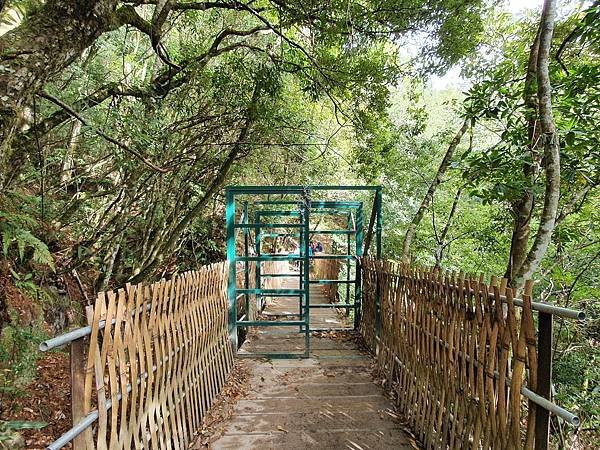 [新竹景點]司馬庫斯神木群一日遊
