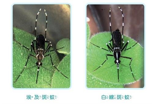 埃及斑蚊.jpg