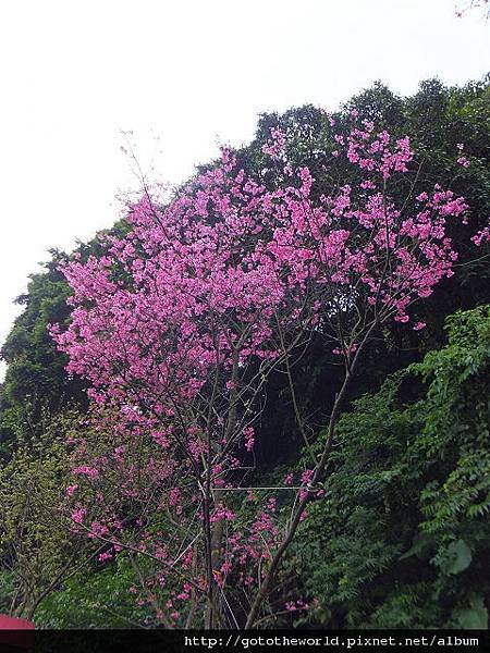 寶藏巖 (39).jpg