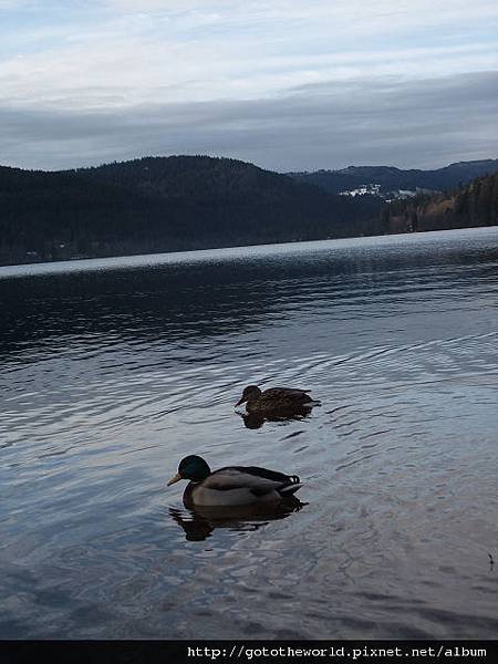 titisee (7)