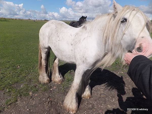 white horse