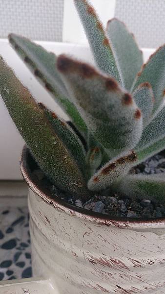 DSC_0555[1]