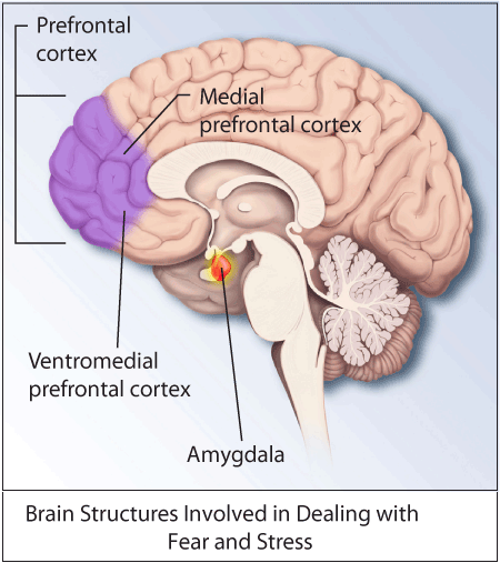 ptsd-brain