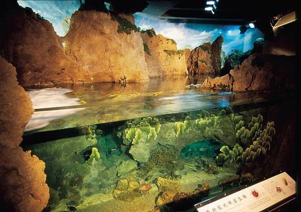 臺灣水域館-岩礁潮間帶