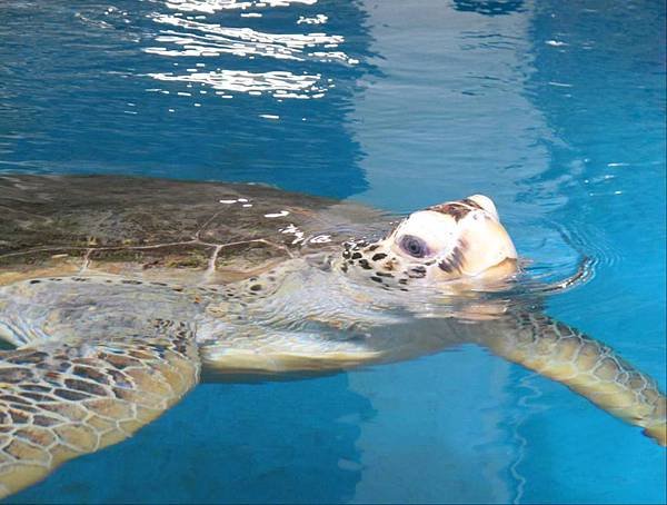 水族實驗中心_2_海龜收容中心為本館執行保育類水生動物救傷與收容業務的主要區域之一，將由解說員帶領民眾認識這些海中遊俠奇妙的生態特性