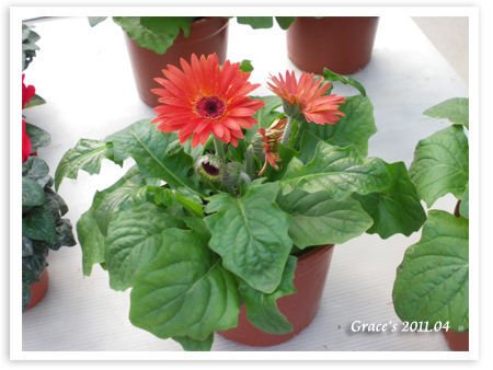 太陽花.jpg