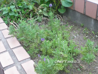 蕨葉薰衣草_1217