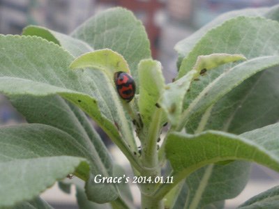 103白鼠尾草2-4