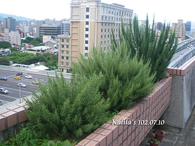 1020710迷迭香s.jpg
