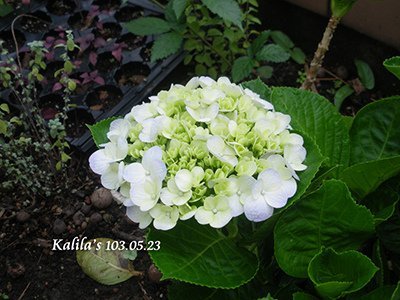 1030523花苞2s.jpg