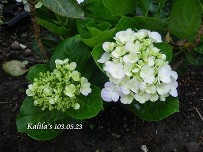 1030523花苞1s.jpg