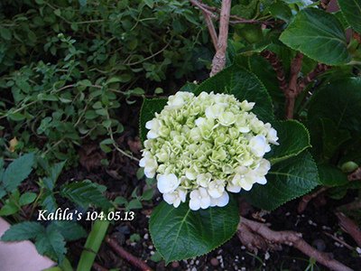 1040513花苞s.jpg