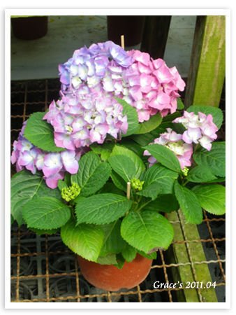 繡球花.jpg