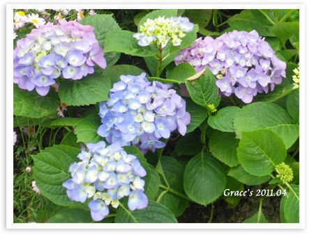 繡球花.jpg