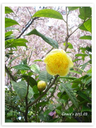 黃茶花.jpg