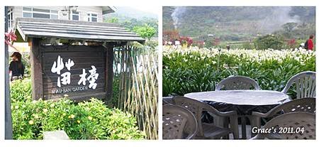海芋10.jpg
