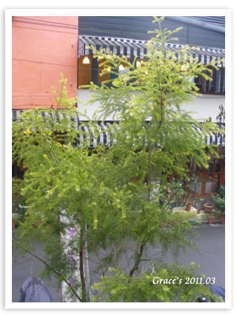 茶樹.jpg