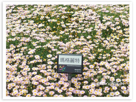 粉紅波斯菊.jpg
