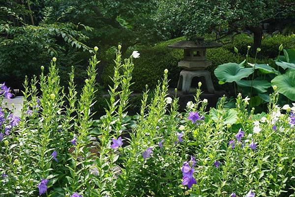 長谷觀音寺